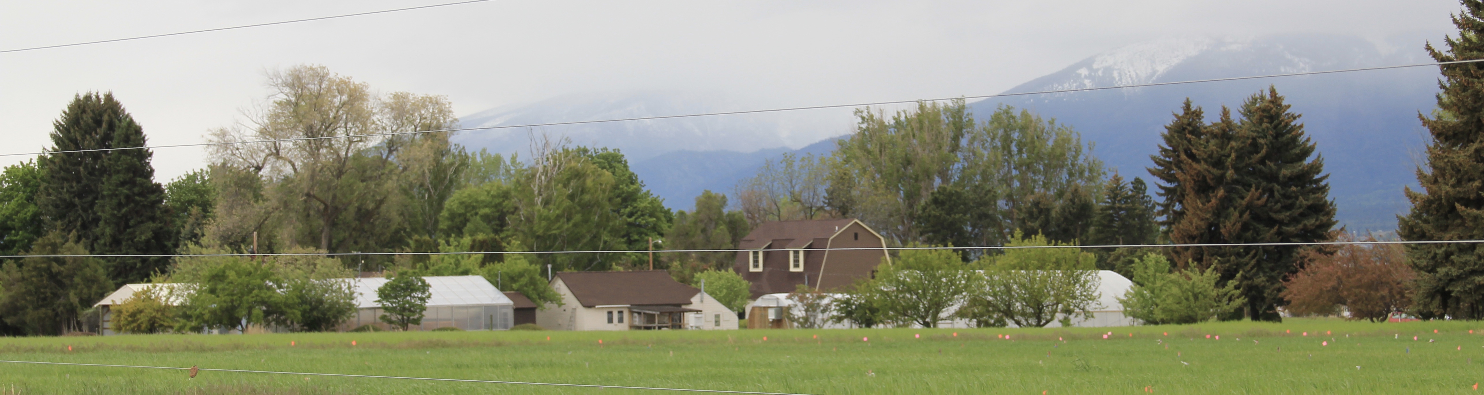 Western MT experiment station 3 Hamilton co