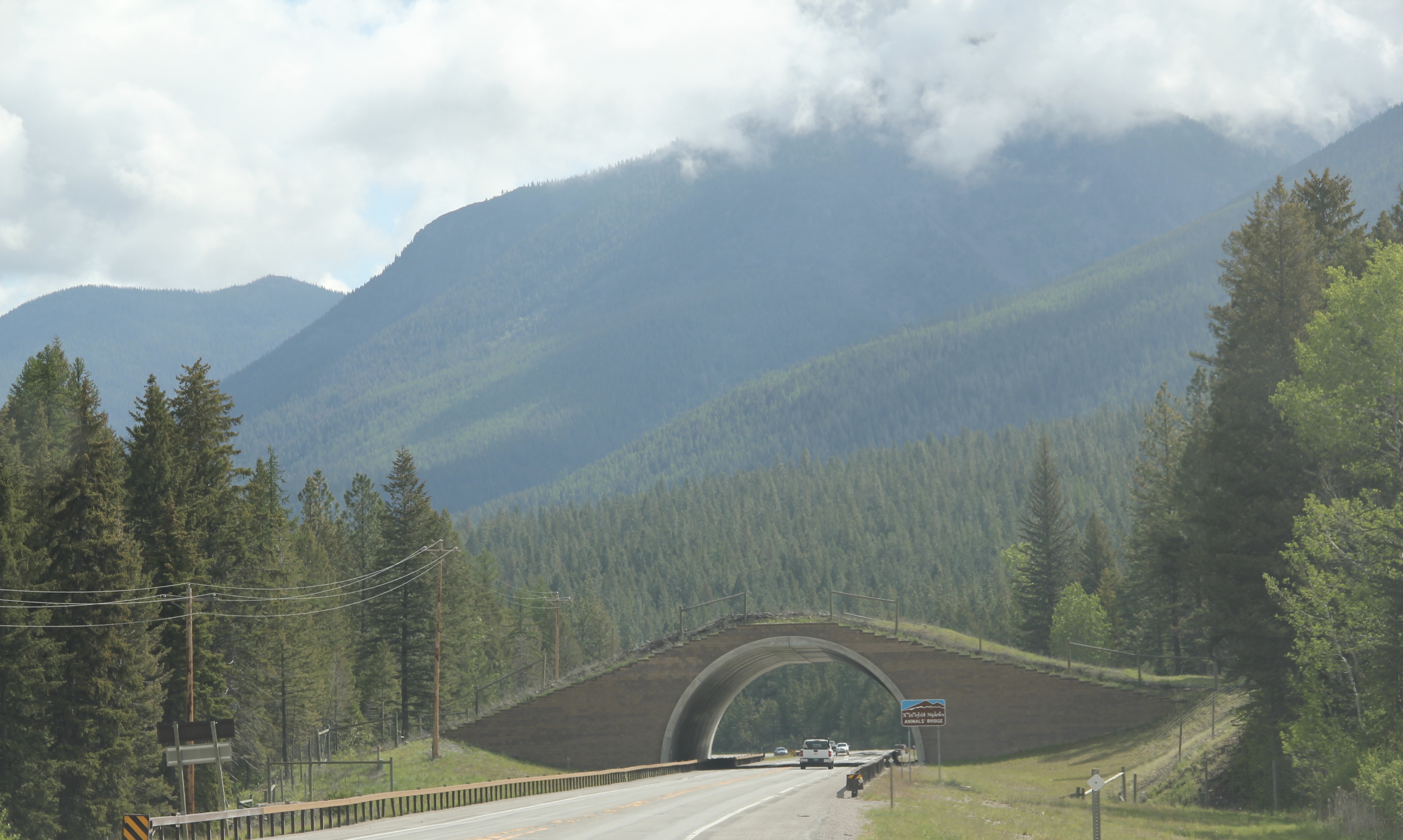 Lake Co US 93 animal bridge